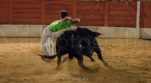 Rejoneador recortando un toro en el Concurso de cortes de Guarrete